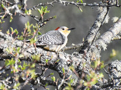 Red Bellied Woodpecker