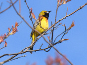 Orchard Oriole