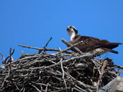 Osprey Return