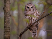 Barred Owl 