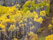 Yellow forest 