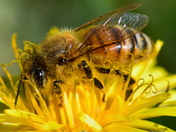 Bee
