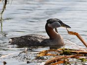 Building a nest