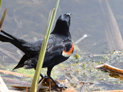 Redwing Blackbird with nest material