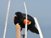 Redwing Blackbird