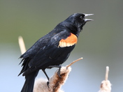 Singing 
