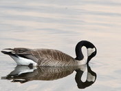 Posing Canada Goose
