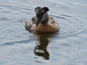 Agitated Grebe