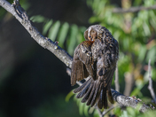 Female Red-winged Blackbird