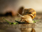 Snail snacks