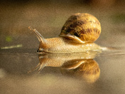 Snail snacks