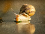 Snail snacks