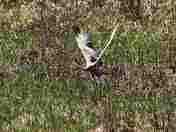 Sandhill Crane.