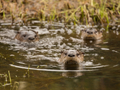 River Otters
