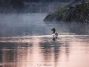 Duck on the water