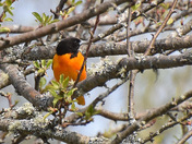 Orange and Black