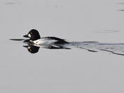Goldeneye