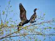 Double-crested Cormorants