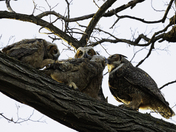 Feeding Time