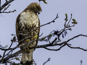 Strike a pose -Red-tail hawk 