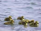We are Family - Canada Goose Goslings 