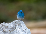 mountain bluebird
