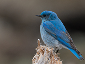 mountain bluebirds