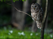 Barred Owl