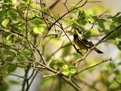Magnolia Warbler