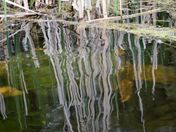  Snapping turtle swimming just below water surface.