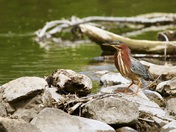 Green Heron