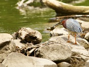 Green Heron