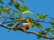 Bullock's Oriole