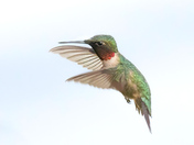 Ruby-throated hummingbir