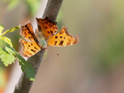 Comma Butterfly