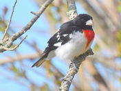 Rose breasted Grosbeak