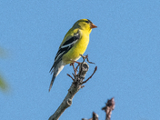 Goldfinch