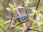 Northern Parula