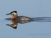 Red-necked Grebe