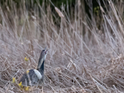American Bittern