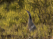 American Bittern