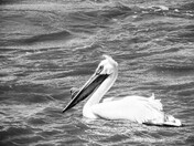 Pelican on the Red