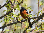 Orchard Oriole