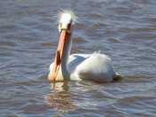 Pelican
