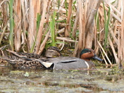Greenwing Teal