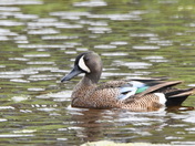 Bluewing Teal