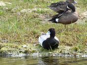 Lesser Scaup and Bluewing Teal