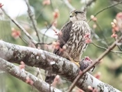 Cooper's Hawk