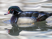 Wood duck floating on a pond