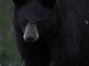Springtime in the Foothills
